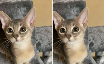 養貓兩週網友分享《喵星人的優點跟缺點》結論就是超可愛啊笑翻