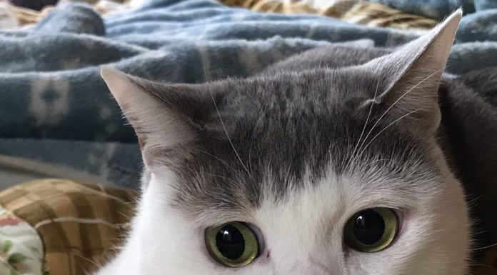 「妹妹頭瀏海+大黑痣」一樣撐得住! 萌貓完美詮釋:有顏值就是任性~