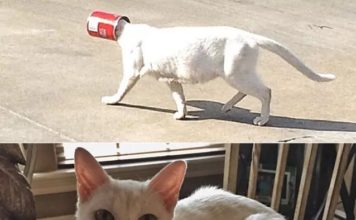 買一送二!暖大叔每天餵白貓 牠「認好鏟屎官」整家登門:母子三人就拜託你了